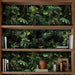 Peel And Stick Green Tropical Wallpaper For Home Decor