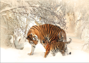 3D Tigers Life Wallpaper