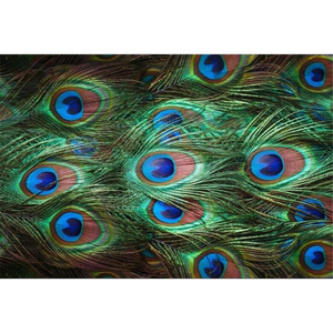 Peacock Feather Close-Up Wallpaper