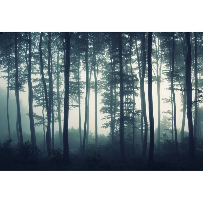 Ominous Forest Wallpaper