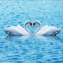 Oceanic Swan Kiss Wallpaper