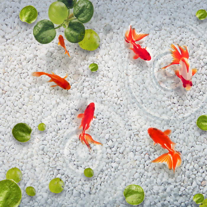 White Stone Koi Pond Wallpaper