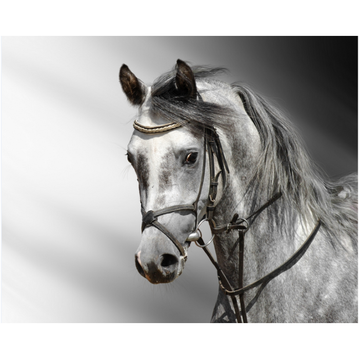 Majestic Black & White Horse Wallpaper