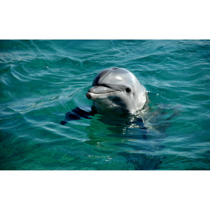 Friendly Dolphin In The Ocean Wallpaper