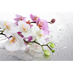 Raindrop Blooming Colorful Orchid Wallpaper