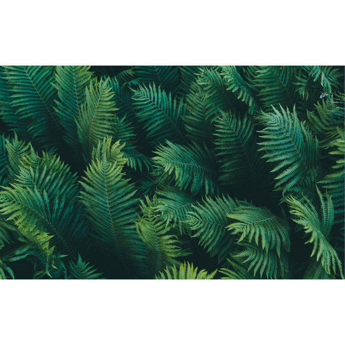 Simplistic Green Fern Leaf Wallpaper