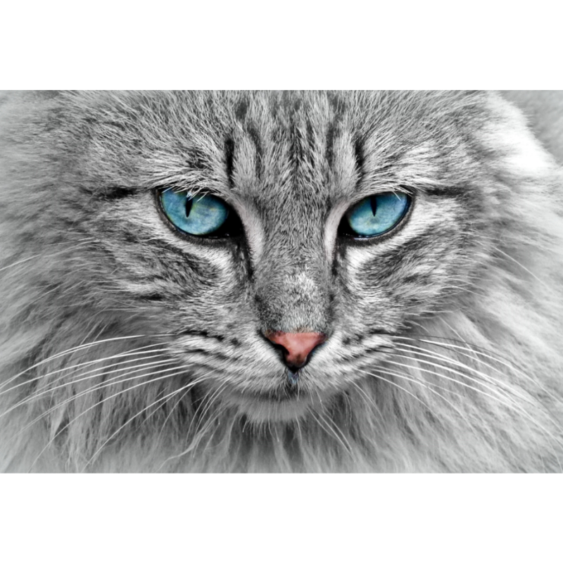 Elegant Grey Cat With Glowing Blue Eyes Wallpaper
