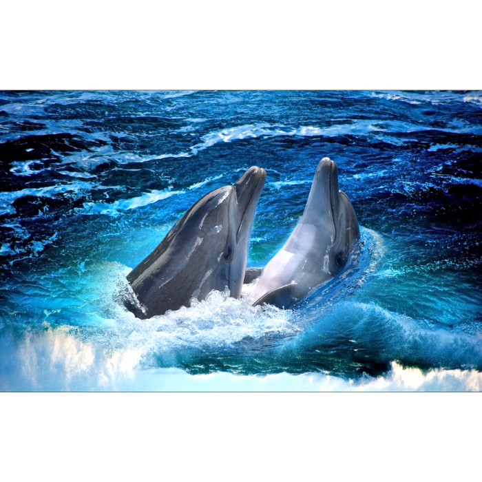 Dolphin's Sharing A Kiss Wallpaper