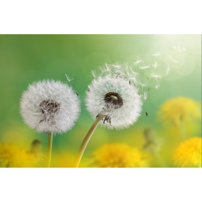 Simple Natural Dandelion In The Wind Wallpaper