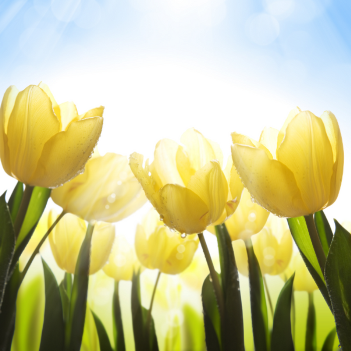 Watered Tulips Basking In The Sunlight Wallpaper