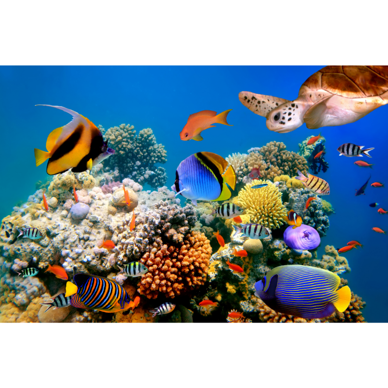 Underwater Coral Reef Habitat Wallpaper