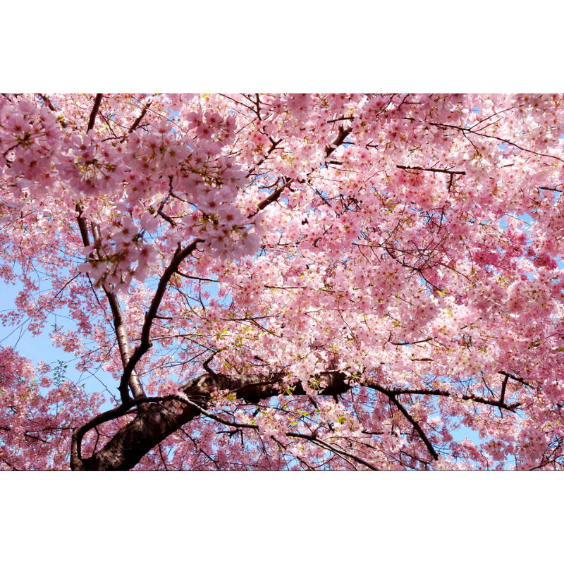 Blue Sky Pink Floral Tree Wallpaper