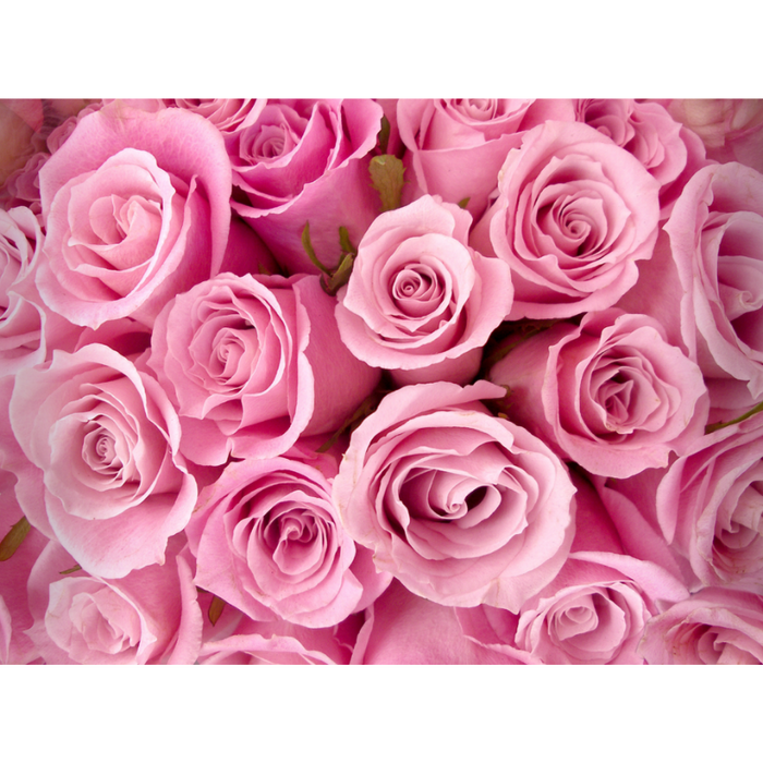 Pink Rose Petal Variety Wallpaper