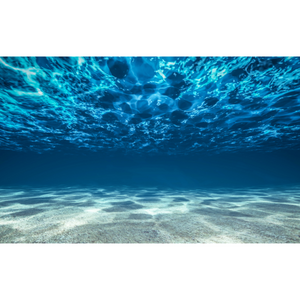Underwater Flat Ocean Floor View Wallpaper