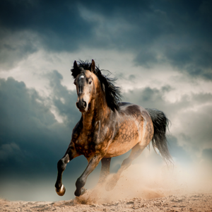 Horse Track Racing Portrait Wallpaper