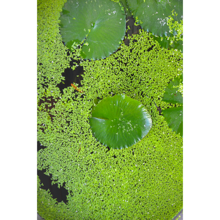 Quaint Lily Pads Floating Through Water Wallpaper