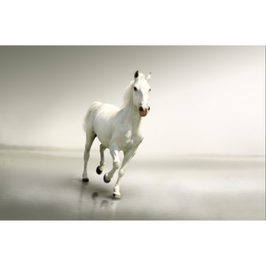 Single Majestic White Horse Wallpaper