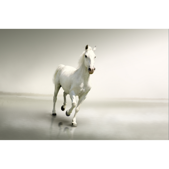 Single Majestic White Horse Wallpaper