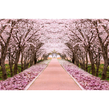 Cherry Blossom Trees Wallpaper