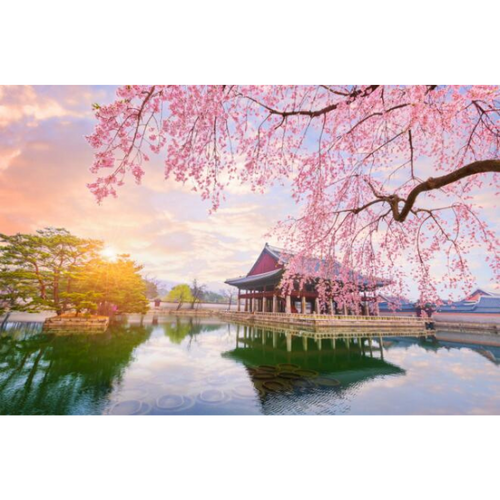 South Korea Cherry Blossoms Wallpaper