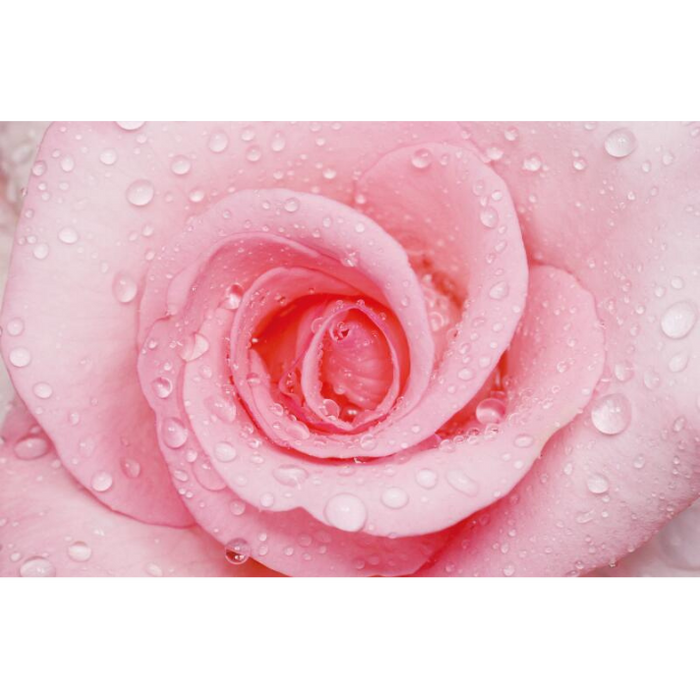 Precious Rose Close-up Wallpaper