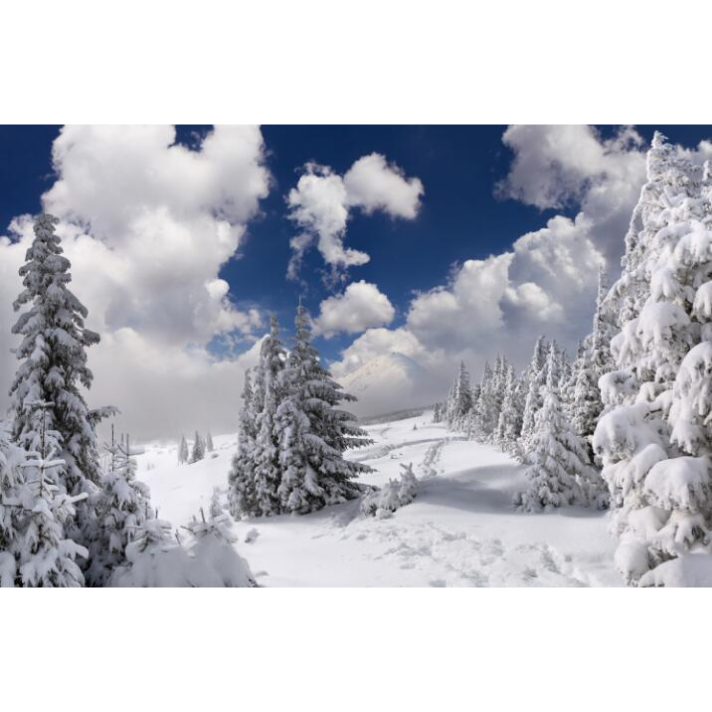 Snowy Pine Trees Wallpaper